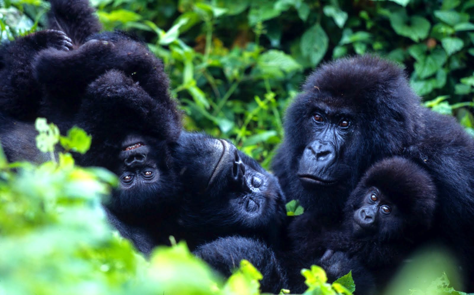 Gorilla Tracking in Bwindi Impenetrable National Park