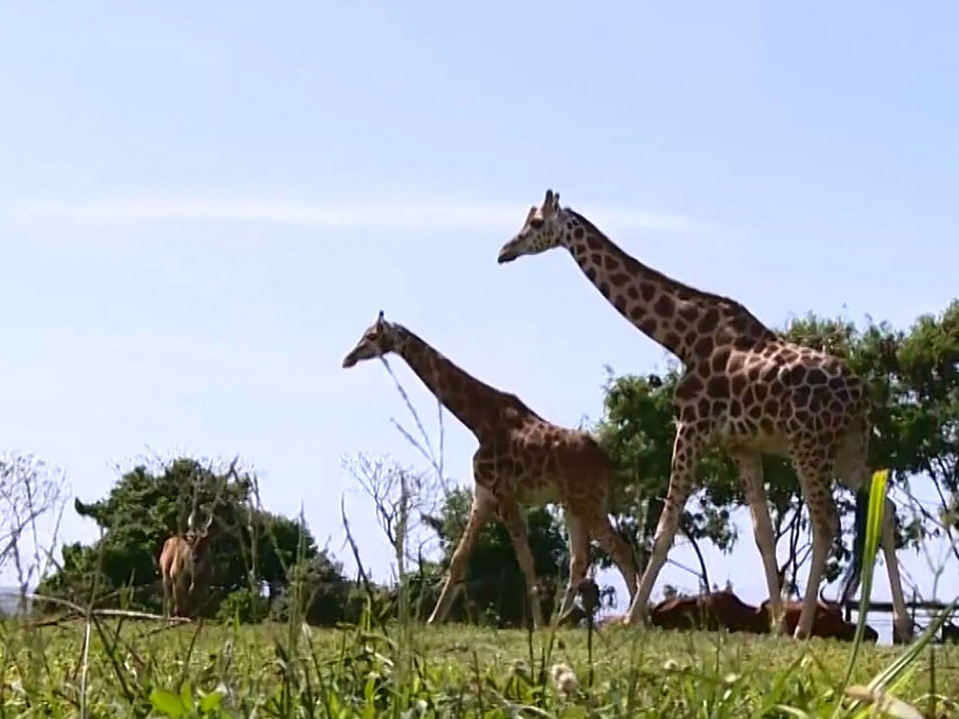 10 Days Holiday Tour Safari in Uganda