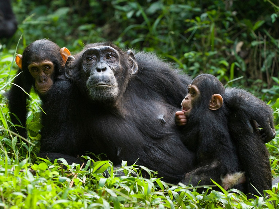 1 day Chimp trek in Budongo Forest