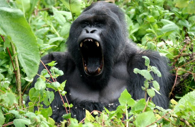 4 Days Gorilla Visit in Uganda