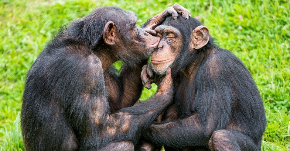 4 Days Chimpanzee Trekking