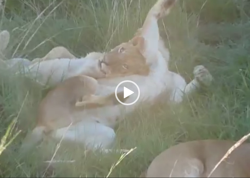 Game Drive in Murchison Falls National Park