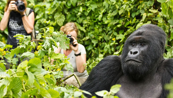 Difference between gorilla tracking and trekking
