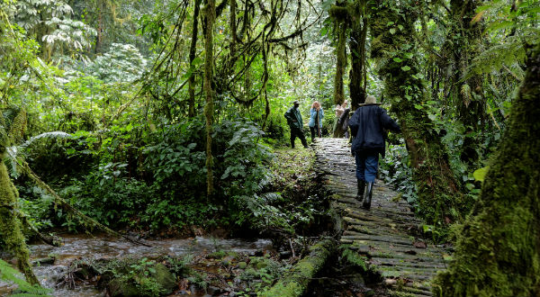 Hiking/Nature Walks in Bwindi
