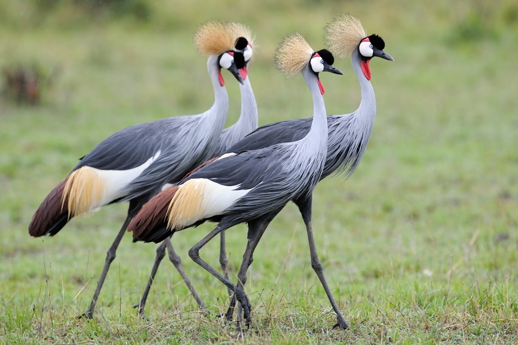 9 days safari of wildlife | culture