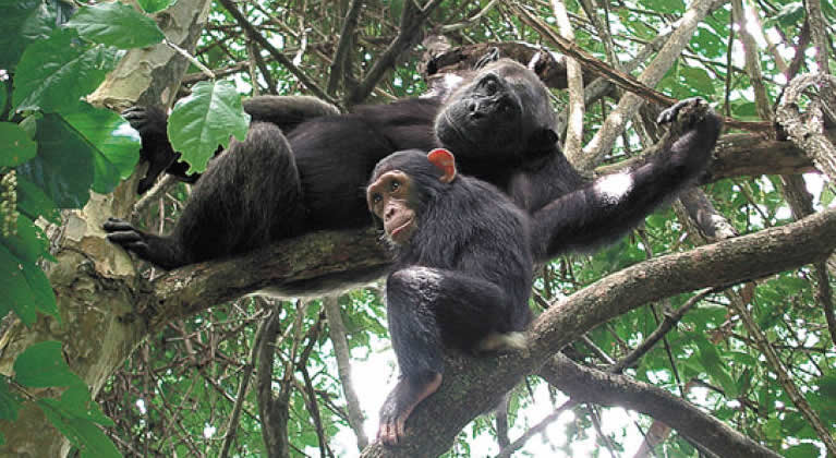 About Nyungwe Forest Rwanda