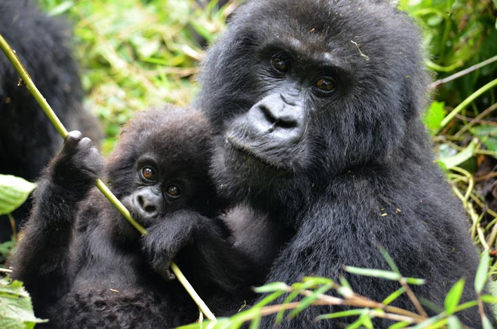 18 Day Gorillas East Africa | Zanzibar Tour