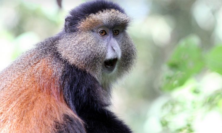 6 Day Gorilla | Golden Monkey Safaris
