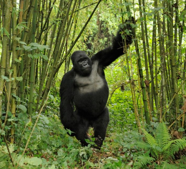 9 Day Wildlife with Gorillas | Chimpanzees