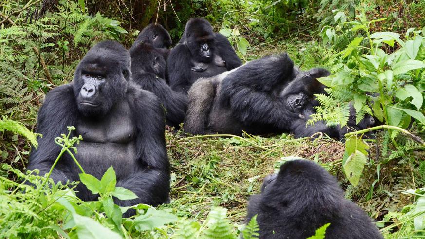 11 Day Rwanda Gorillas | Kenya | Maasai Mara