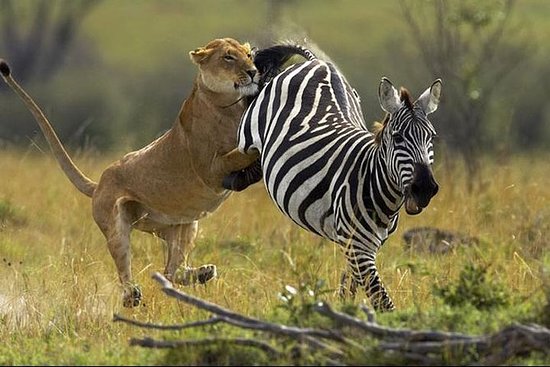 5 Day Masai Mara | Nakuru | Naivasha