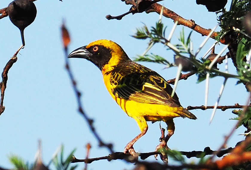Birding