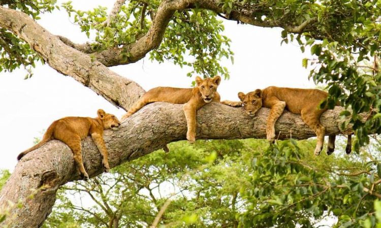 4 Day Queen Elizabeth | Lake Mburo Tour
