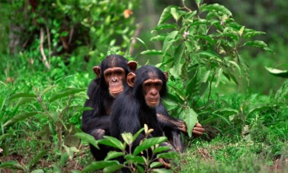 Chimpanzee Tracking