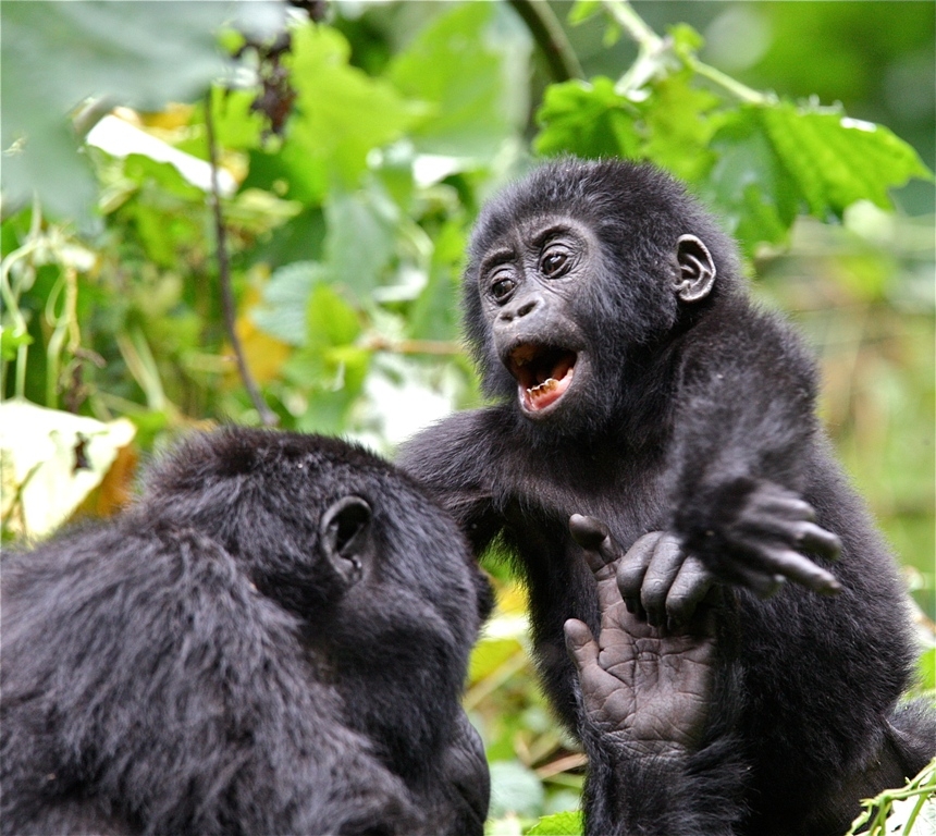 3 Day Unforgettable Mgahinga Gorilla Tour