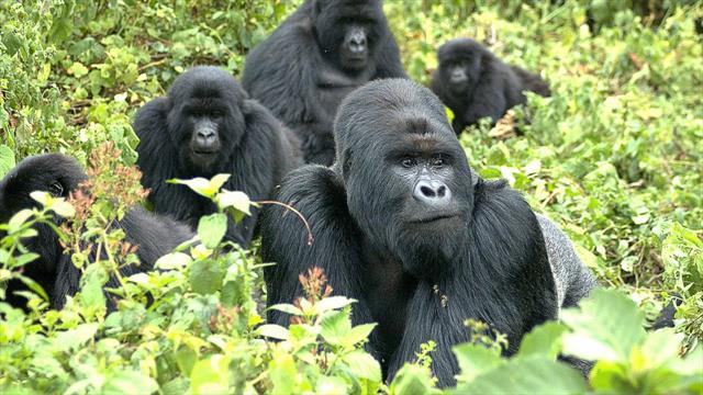 Gorilla habituation experience