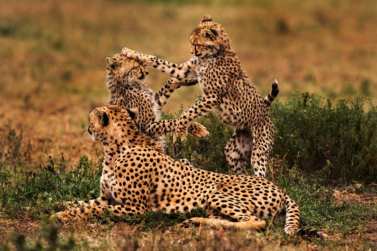 6 Day Tarangire | Serengeti | Ngorongoro