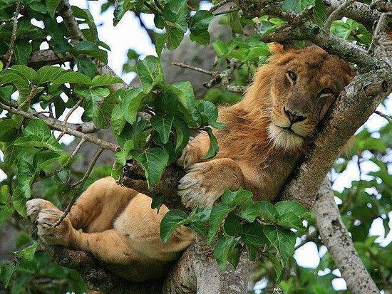 2 Day Queen Elizabeth NP Game Safari Tour