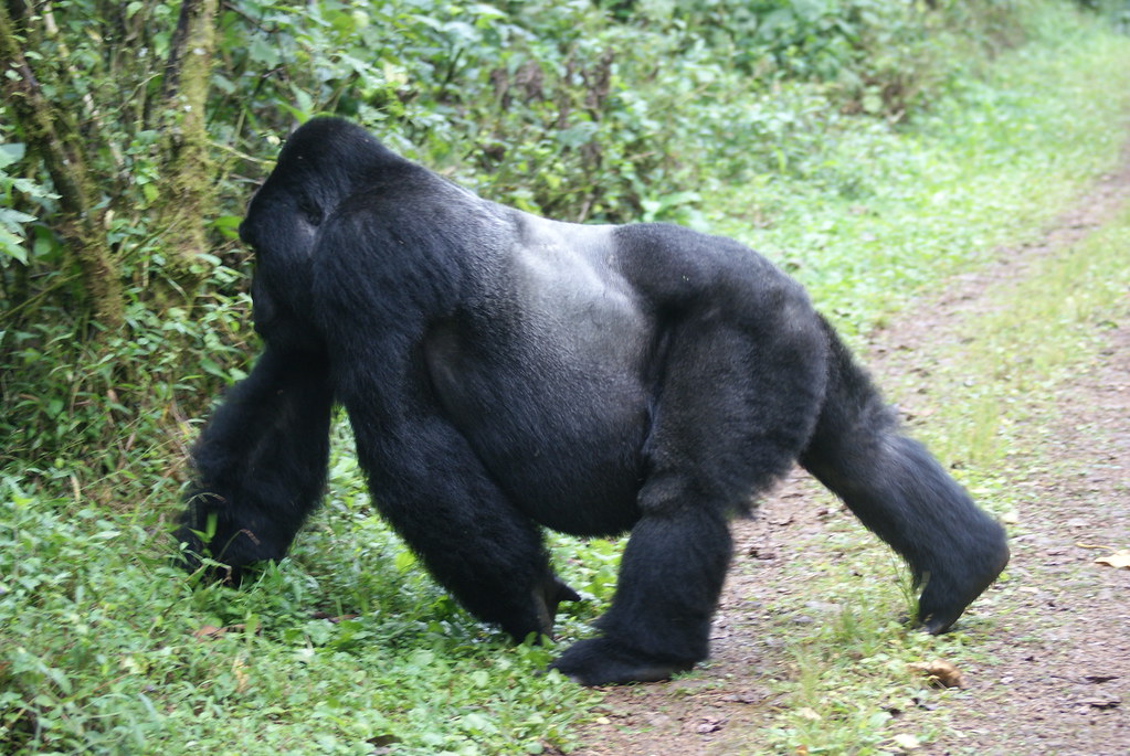 6-Day Kibale | Queen Elizabeth | Bwindi Tour