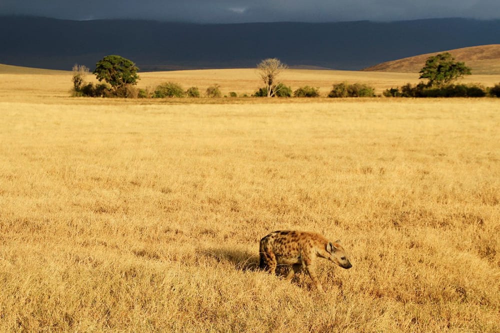 8 Days A Tale of Serengeti | Mountain Gorillas