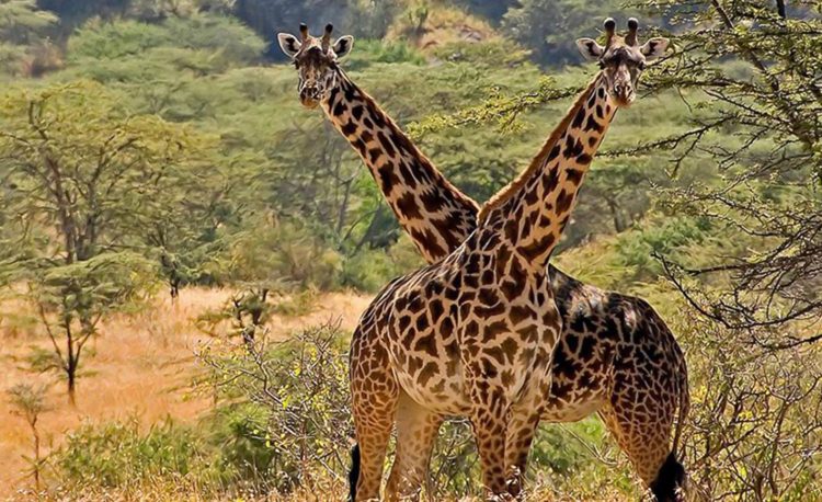 10-Day Best Uganda Wildlife Safari Adventure