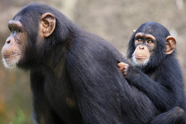 4 Days Chimpanzee Trekking | Queen Elizabeth